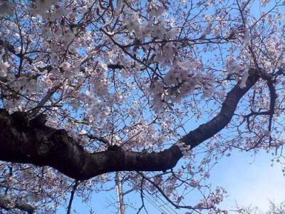 桜４.jpg