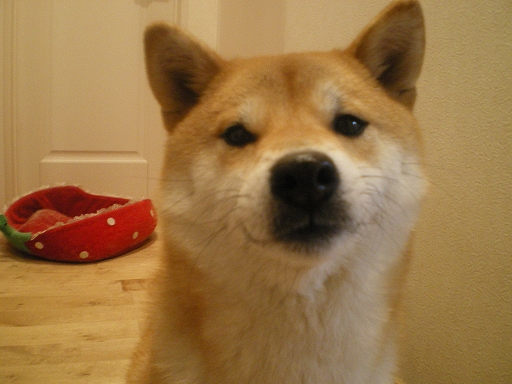 s-IMGP1249.jpg