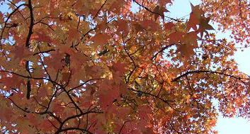 万博公園の紅葉