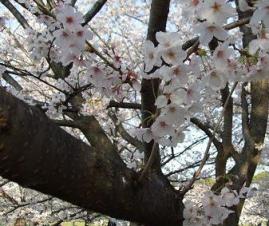 大泉公園のさくら