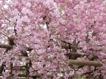 吉野の八重桜