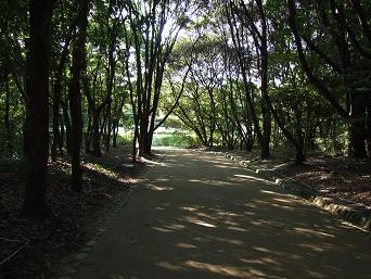 万博記念公園の森