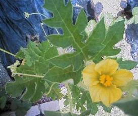 にせオクラの花