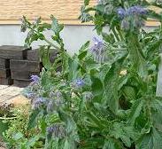 こぼれダネボリジ開花