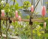 原種系クルシアナ・朝夕