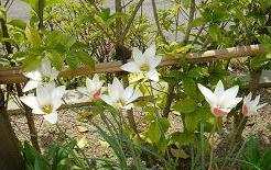 原種系クルシアナ・昼間