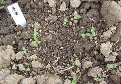 スティック春菊？