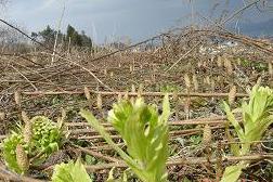 つくし・ふきのとう