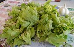 収穫・ふきのとう