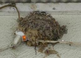 箱根　燕の巣