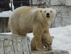 円山動物園 白熊の赤ちゃん