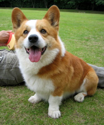 corgi9.jpg