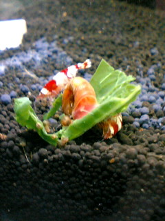 ラムとエビ　その２