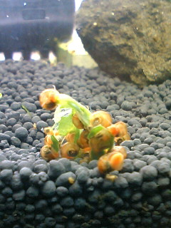 ラムに占領されたほうれん草・・・