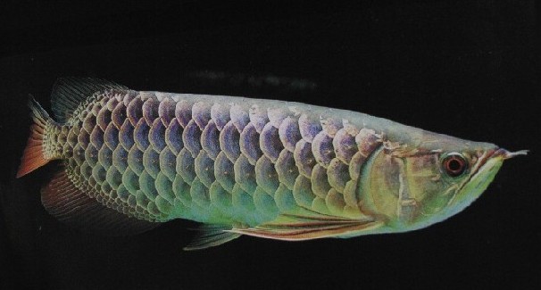 アロワナです(>o<