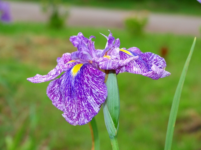 花しょうぶ