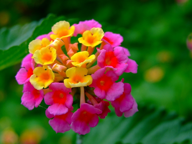 綺麗な花・名前は？