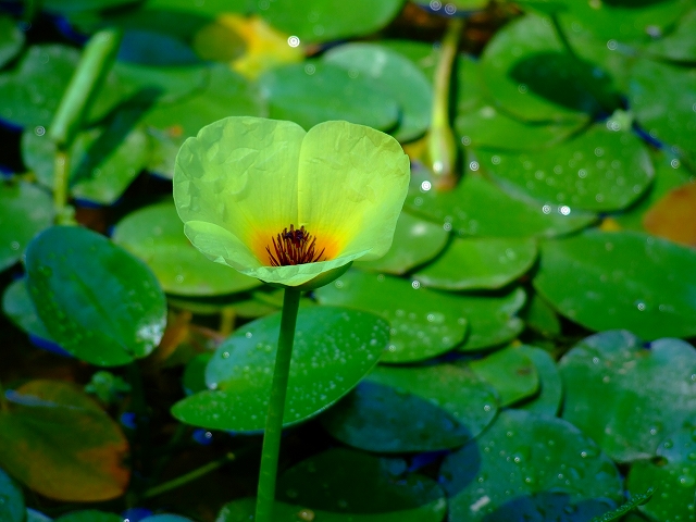 水草の花