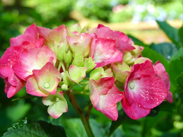 雨が恋しい紫陽花