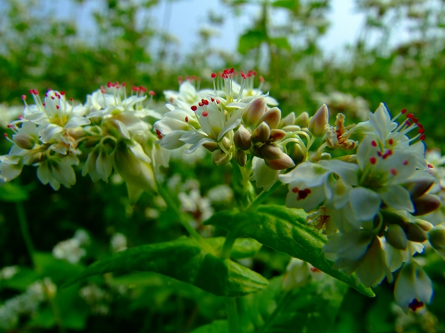 そばの花