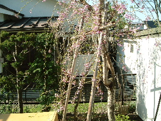 桜