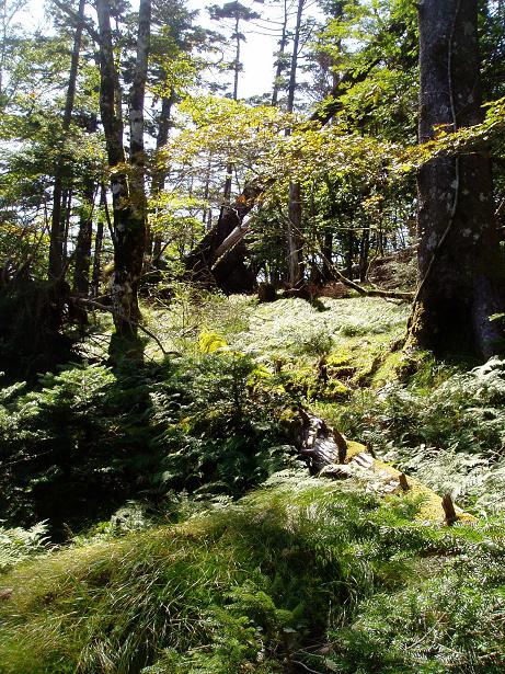 okugakekokemiti