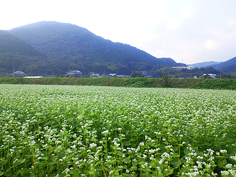 神埼市そば畑