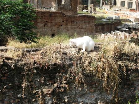 ローマの野良猫.JPG