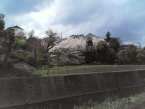 たくましく咲く桜