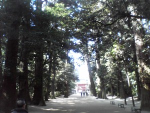 鹿島神宮の森