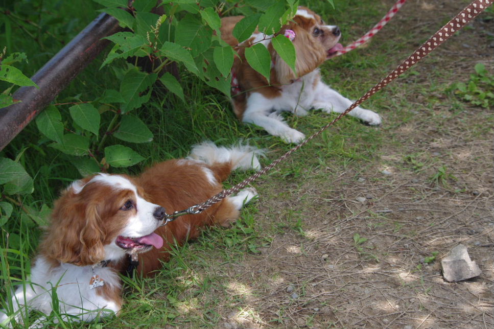 2010_0718那須旅行0070.JPG