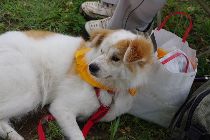 2010_0620ちばわん犬親会0055.JPG