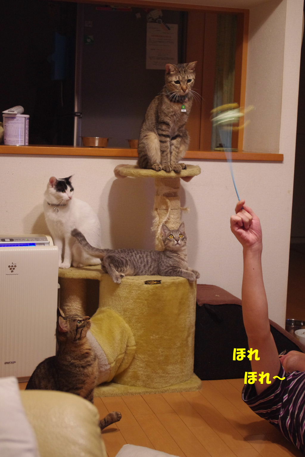 2010_0921neko0030.JPG