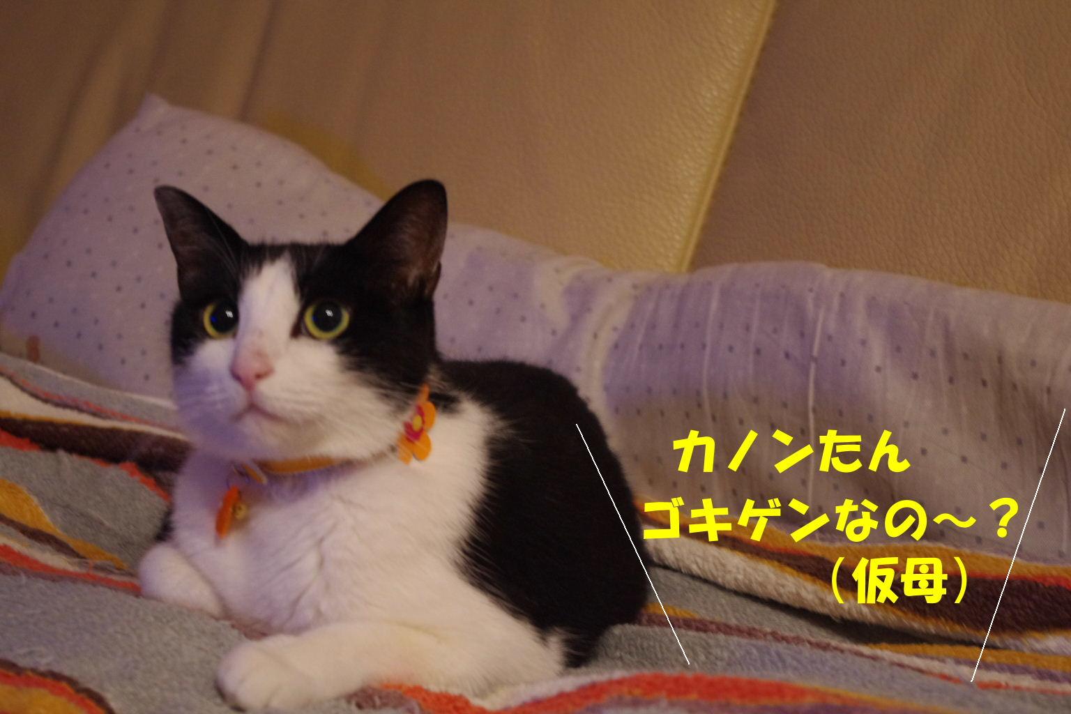 2010_1005neko0010.JPG