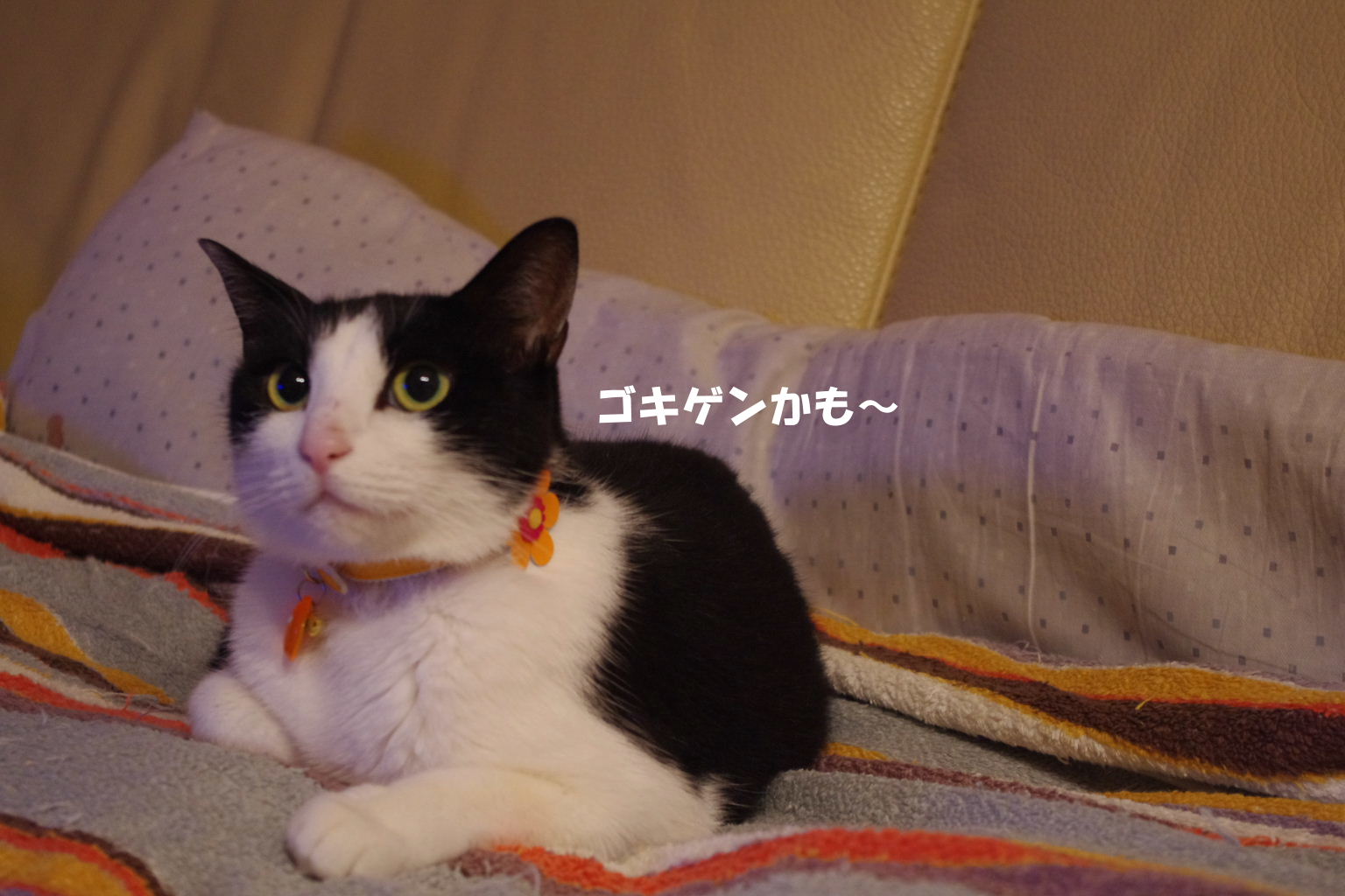 2010_1005neko0011.JPG