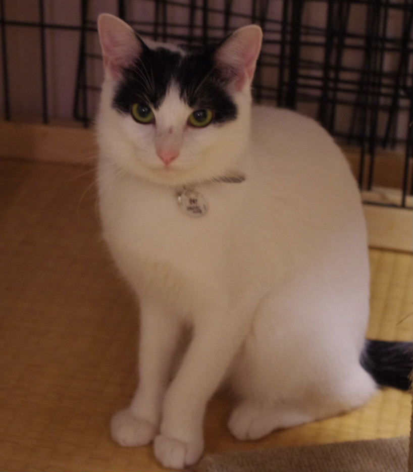 2010_1004neko0054.JPG