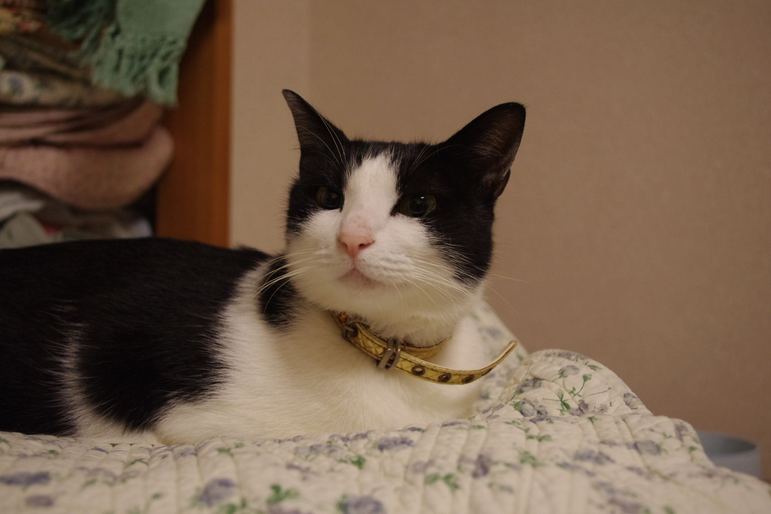 2010_0924neko0023.JPG