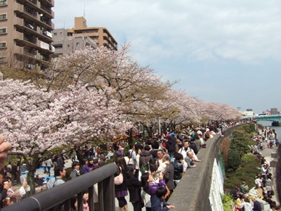 隅田川の桜.JPG