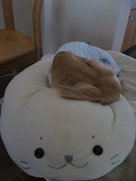 おやすみなさ～い・・