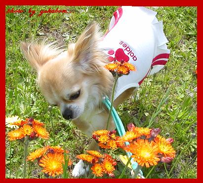 どんな香りかな？