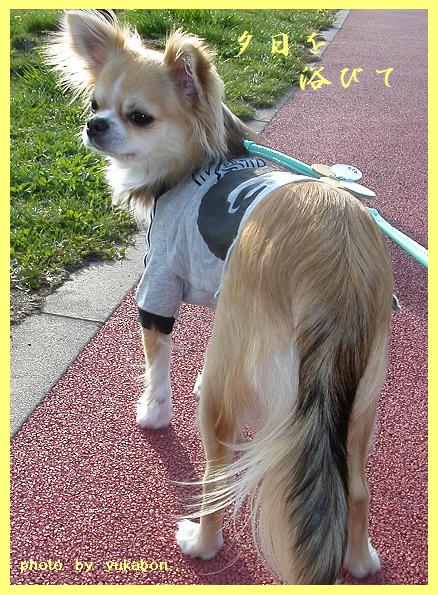 夕日を浴びて。