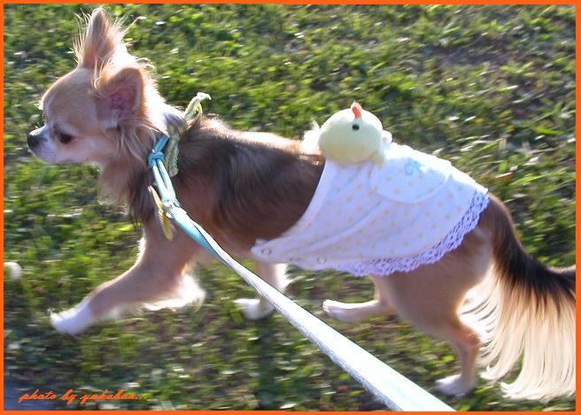 ひよこを背に☆