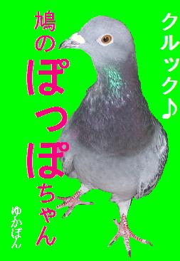 鳩のぽっぽちゃん♪