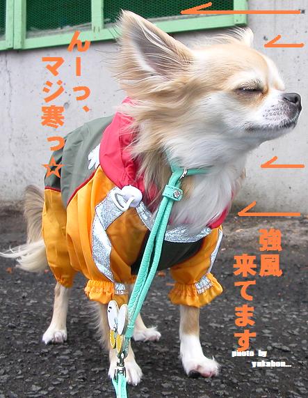 やっぱ、寒すぎる。。。