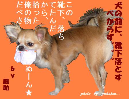 靴下履かないけどね。