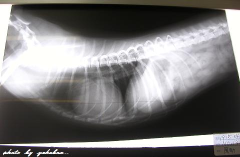 肝臓小・心臓大。