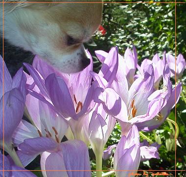 ドブに落ちたっけ？