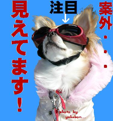 見えてるワン！