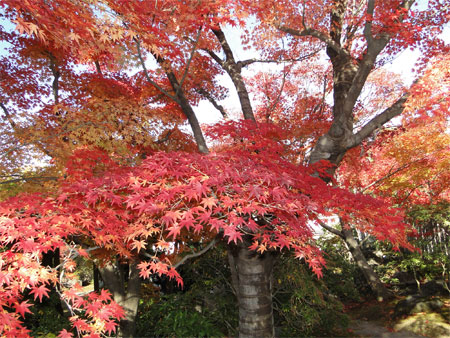 好古園「夏木の庭」紅葉