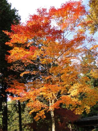 紅葉